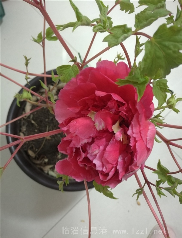 特殊的溫室牡丹--春節最美好的禮物