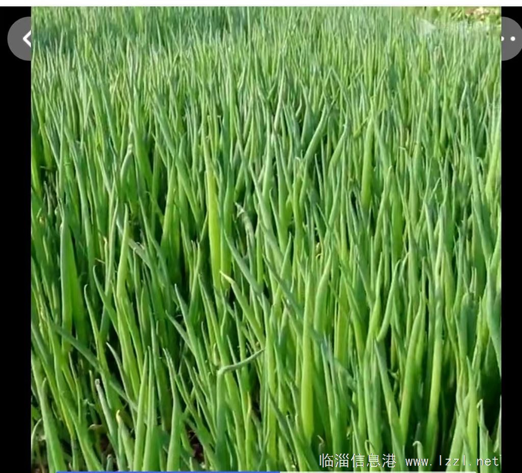 賣(mài)春季小蔥