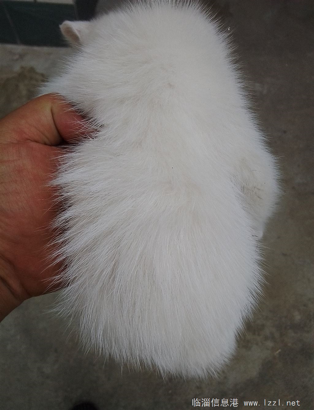 送小白貓一只